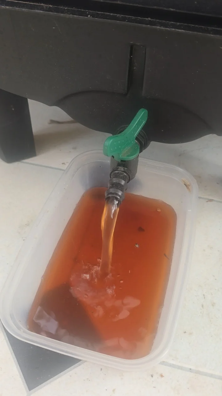 Worm liquid being collected from the low tap into a shallow container.